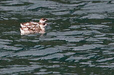 Guillemot marbré