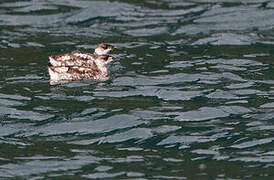 Marbled Murrelet