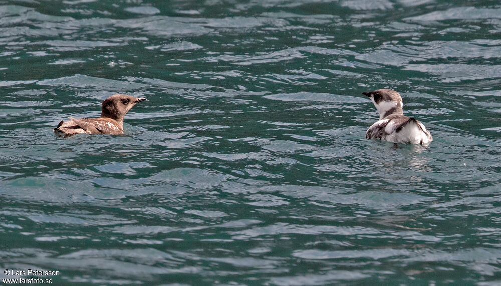 Guillemot marbré