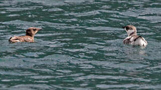 Marbled Murrelet