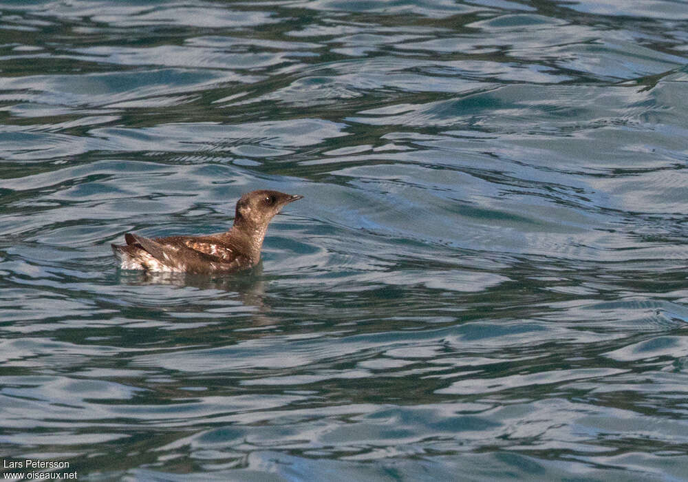 Guillemot marbréadulte