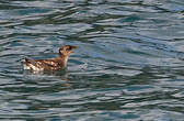 Guillemot marbré