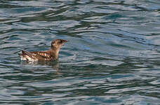 Guillemot marbré