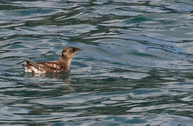 Marbled Murrelet