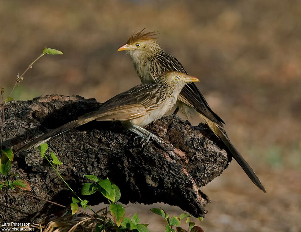 Guira Cuckooadult