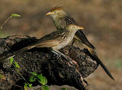 Guira Cuckoo