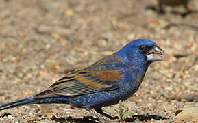 Blue Grosbeak