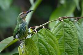 Purple Honeycreeper