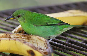 Green Honeycreeper