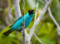 Green Honeycreeper