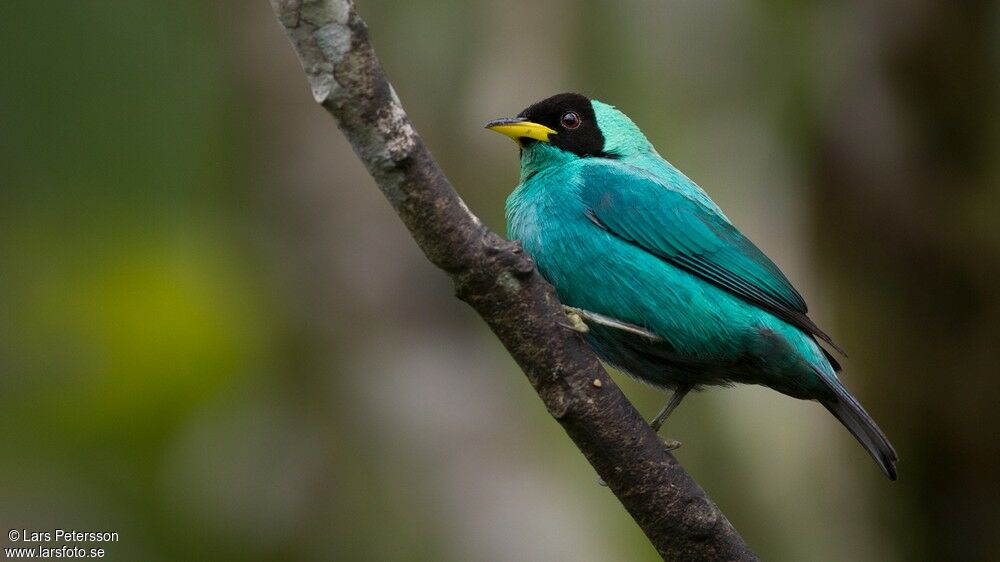 Green Honeycreeper