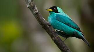 Green Honeycreeper