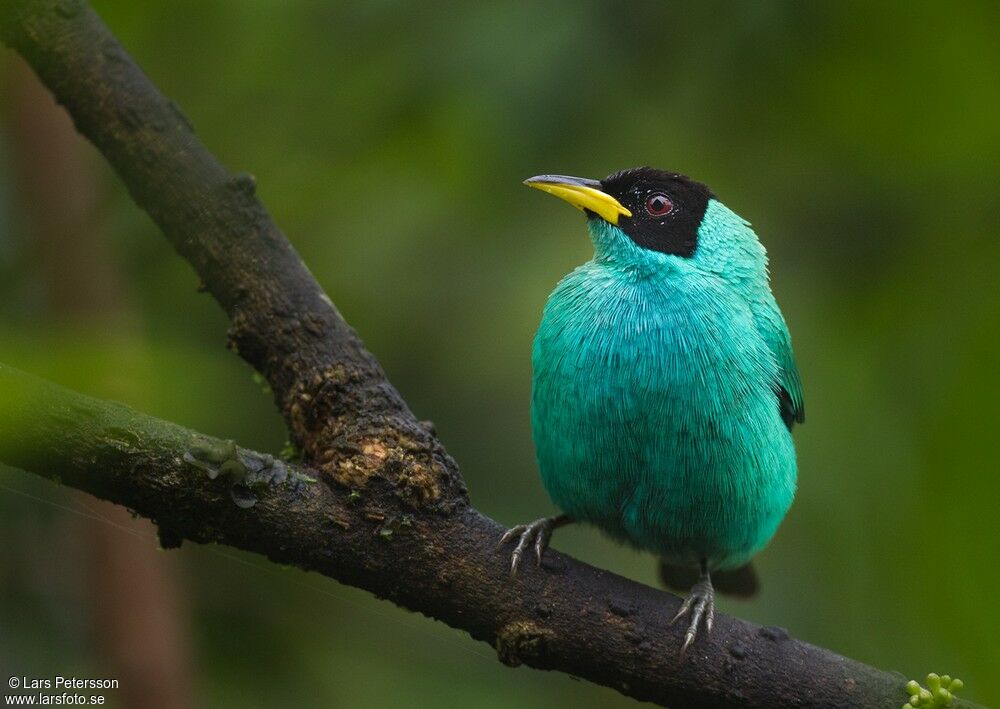 Green Honeycreeper