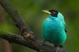 Green Honeycreeper