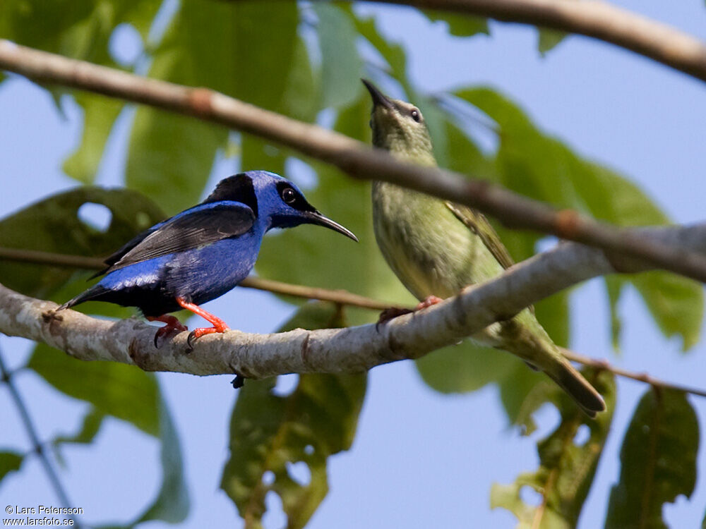 Red-legged Honeycreeper