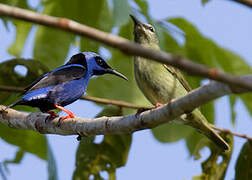 Red-legged Honeycreeper