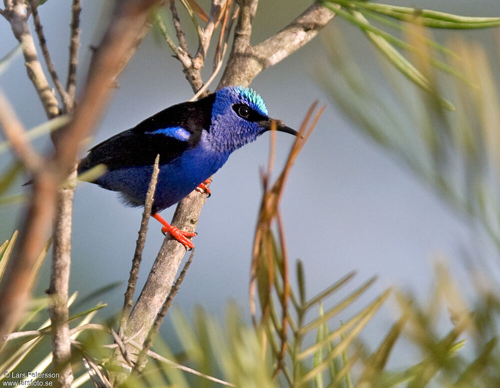 Red-legged Honeycreeper