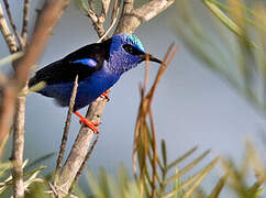 Red-legged Honeycreeper