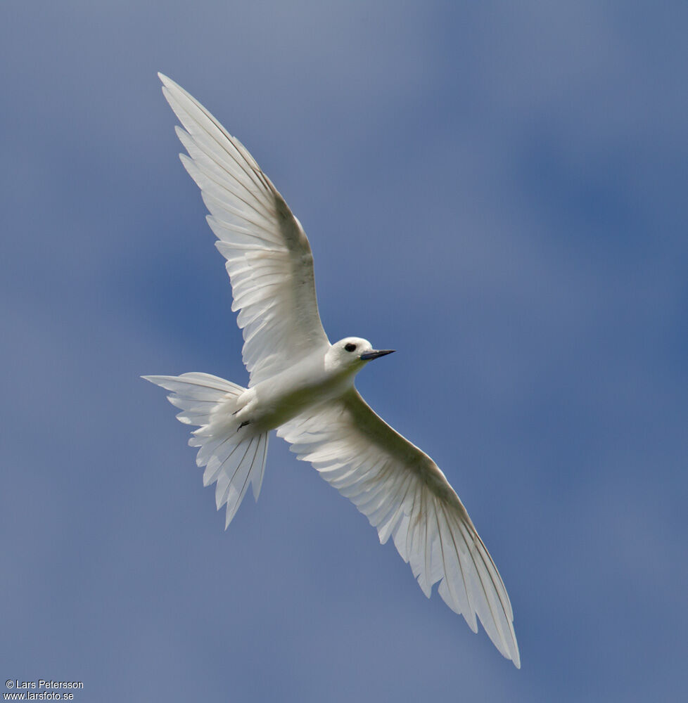 White Tern