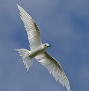 White Tern