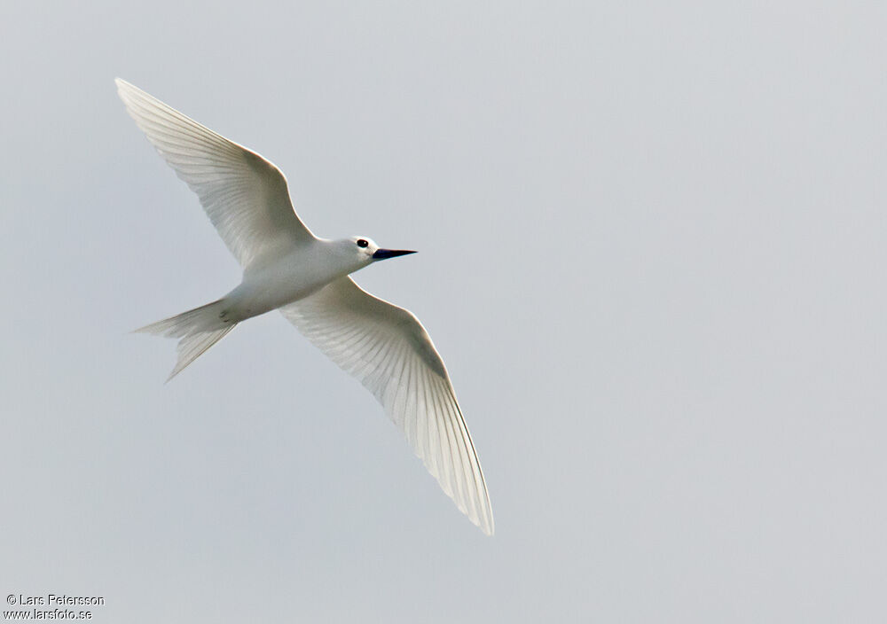 White Tern