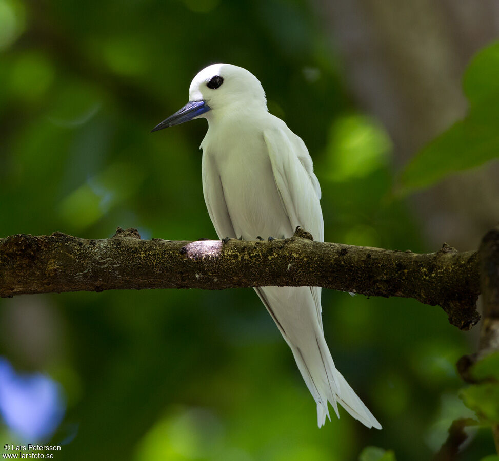 White Tern