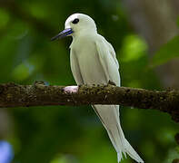 White Tern