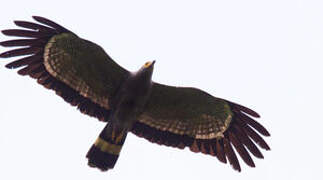 African Harrier-Hawk