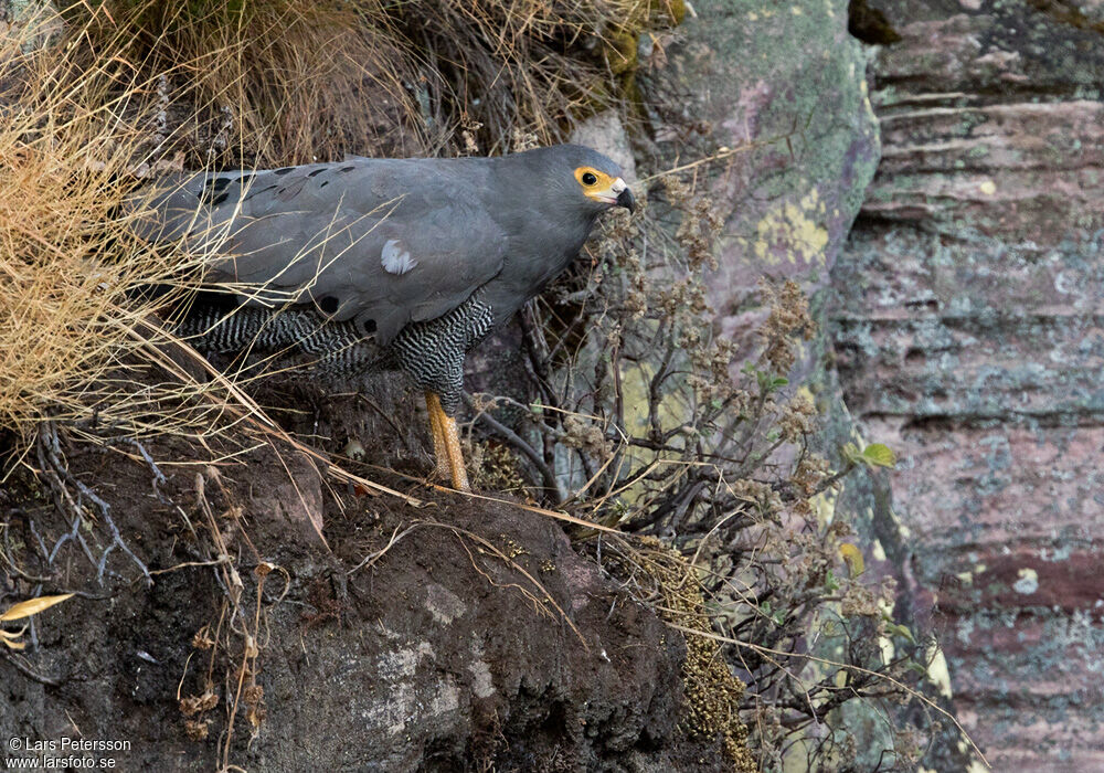 African Harrier-Hawk