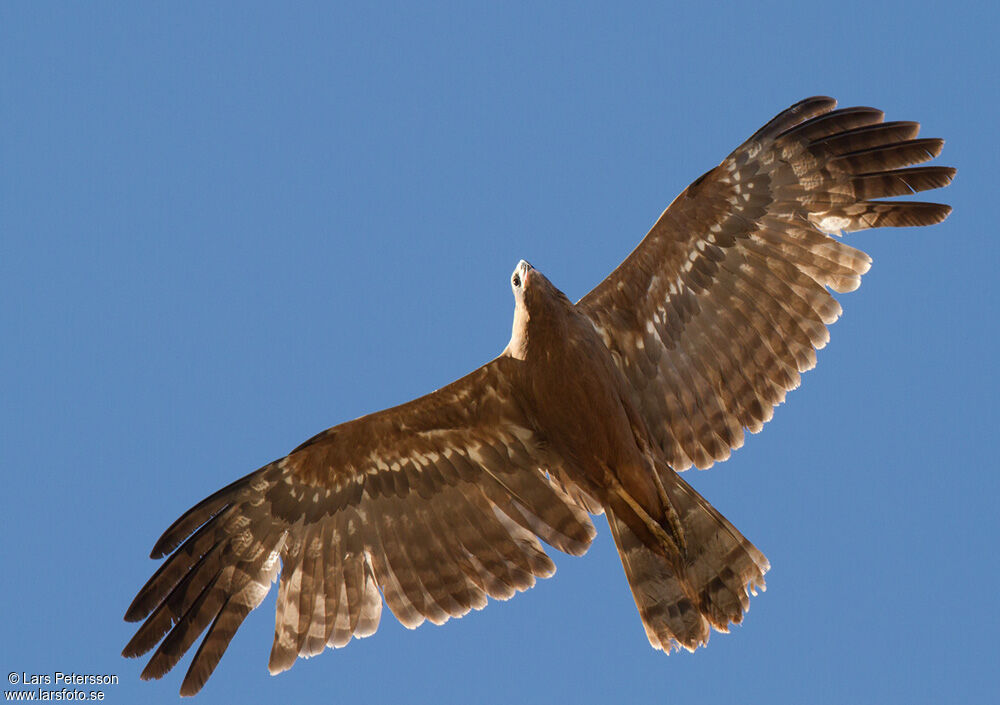 African Harrier-Hawk