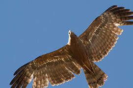 African Harrier-Hawk