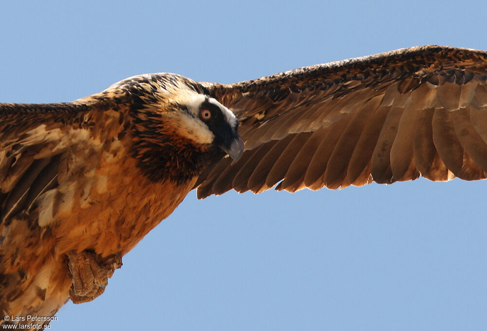 Bearded Vulture