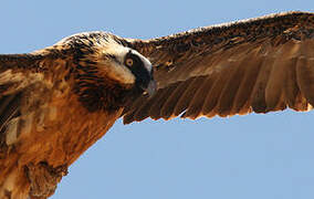 Bearded Vulture