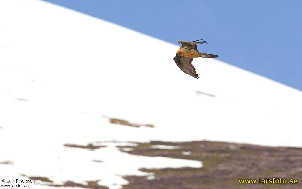 Bearded Vulture