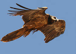 Bearded Vulture