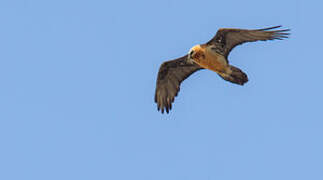 Bearded Vulture