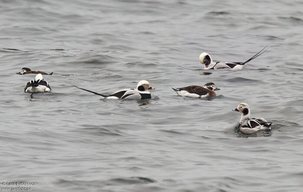 Long-tailed Duck