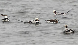 Long-tailed Duck