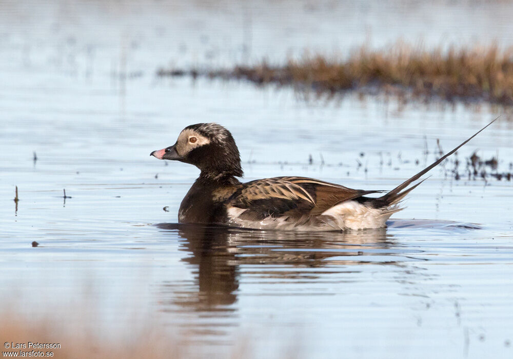 Long-tailed Duck