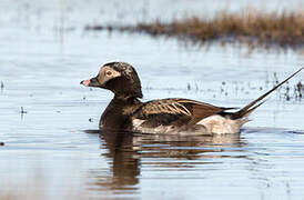 Long-tailed Duck