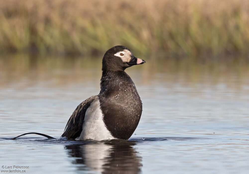 Long-tailed Duck