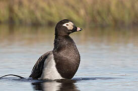 Long-tailed Duck