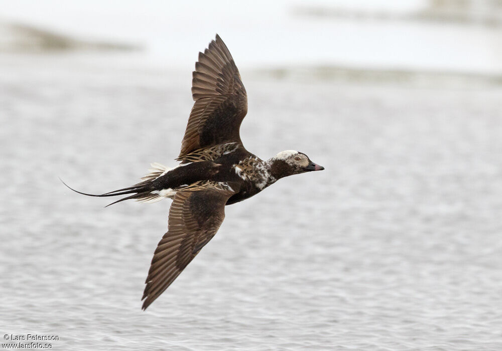 Long-tailed Duck