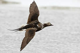 Long-tailed Duck