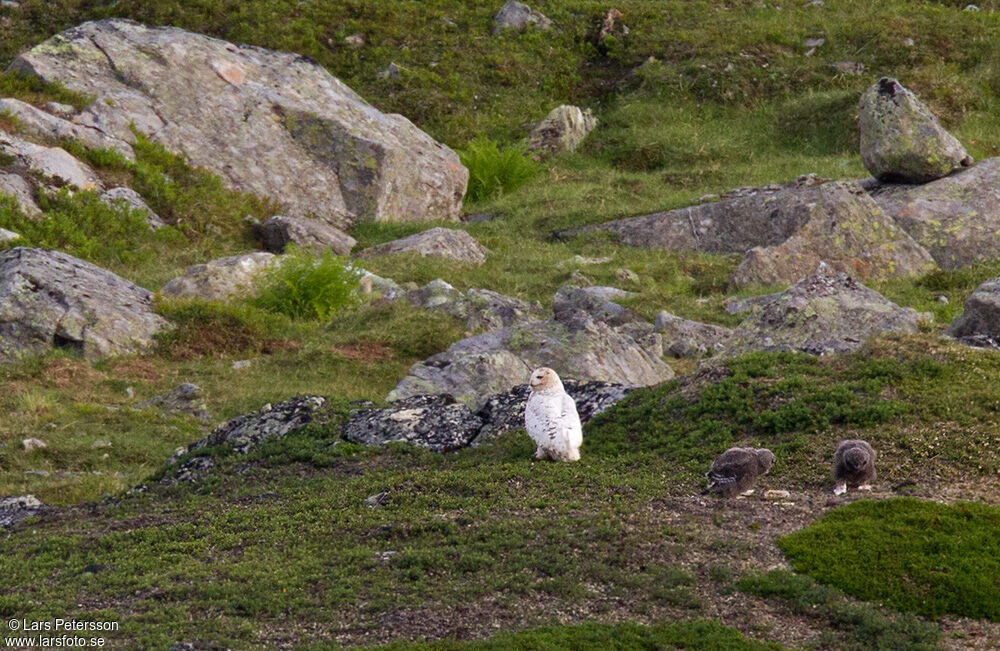 Harfang des neiges