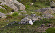 Harfang des neiges