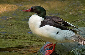 Common Merganser