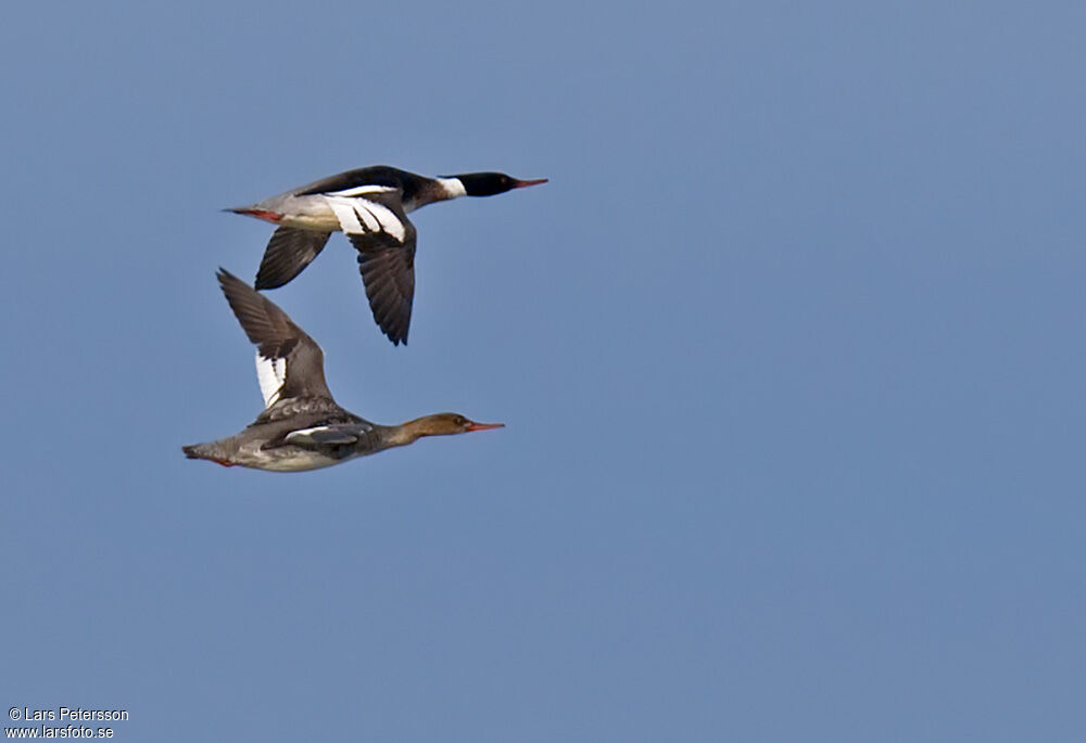 Red-breasted Merganser