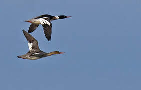 Red-breasted Merganser