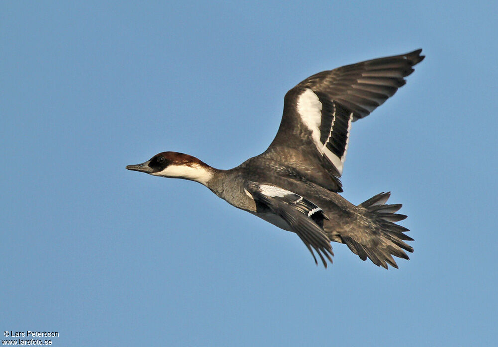 Smew